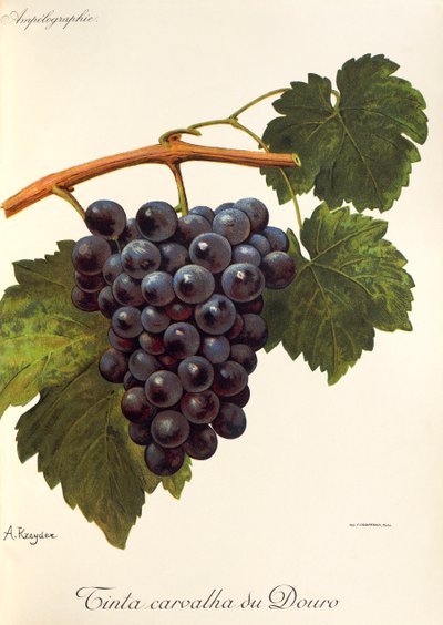 Tinta Carvalha du Douro grape by Alexis Kreyder