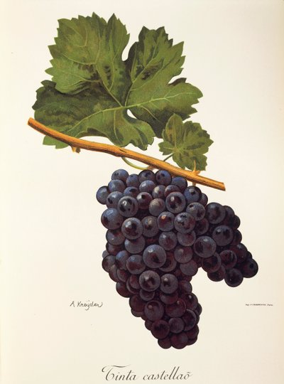 Tinta Castellao grape by Alexis Kreyder