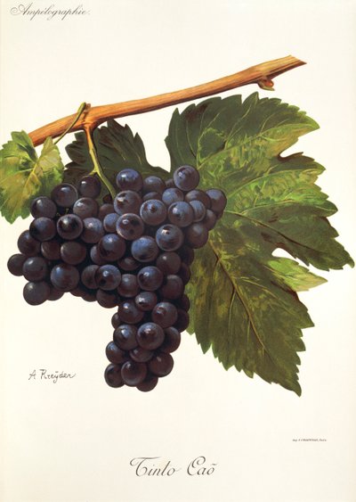 Tinto Cao grape by Alexis Kreyder