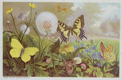 Butterflies by Alfred Brehm