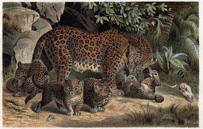Panther and its young - Panthera, from 
