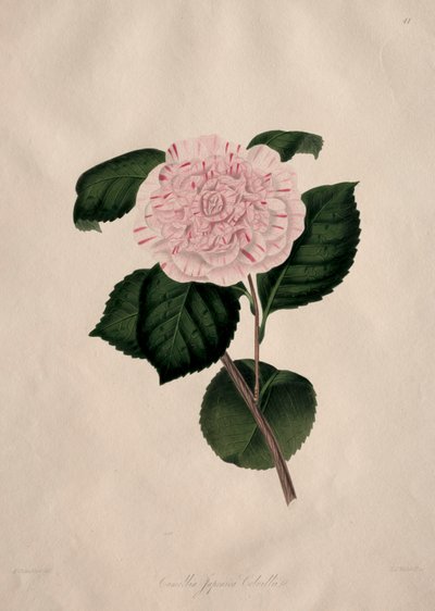 Illustrations and Descriptions of the Natural Order Camellieae: No. 41 by Alfred Chandler