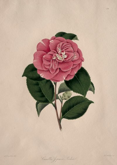 Illustrations and Descriptions of the Natural Order Camellieae: No. 44 by Alfred Chandler