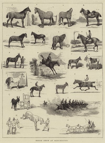 Horse Show at Manchester by Alfred Chantrey Corbould