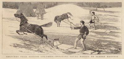 Sketches from British Columbia, breaking Young Horses to Sledge Harness by Alfred Chantrey Corbould