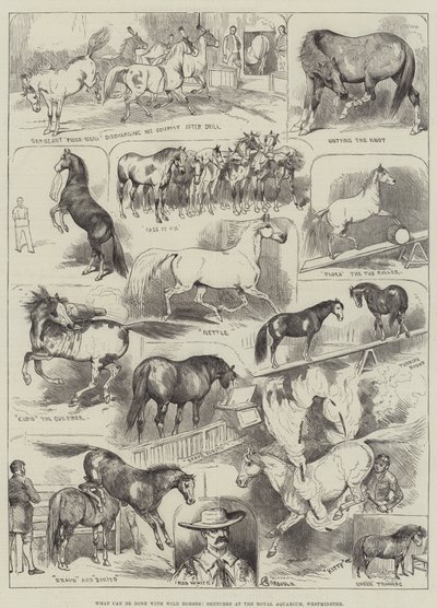 What Can Be Done with Wild Horses, Sketches at the Royal Aquarium, Westminster by Alfred Courbould
