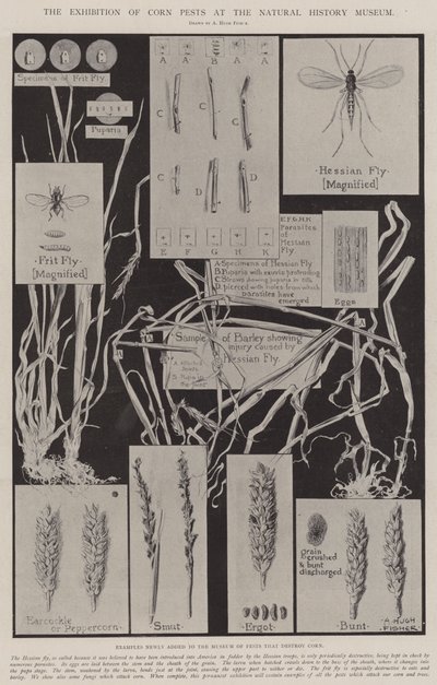 The Exhibition of Corn Pests at the Natural History Museum by Alfred Hugh Fisher