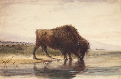 Bull Buffalo by Alfred Jacob Miller