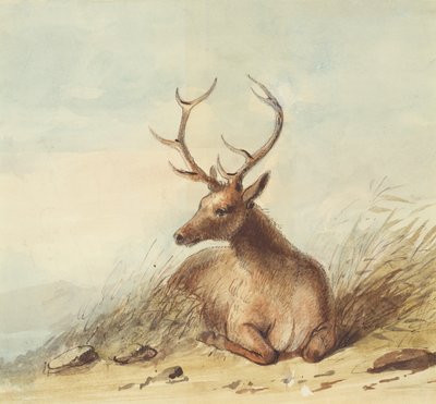 Elk, Rocky Mountains, c.1837 by Alfred Jacob Miller