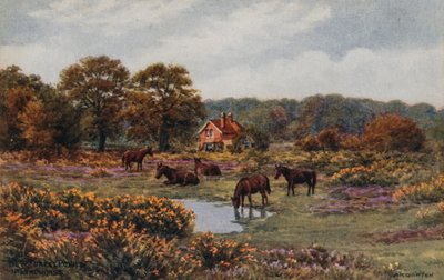 New Forest Ponies, Lyndhurst by Alfred Robert Quinton