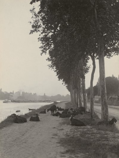 Goats outside Paris by Alfred Stieglitz
