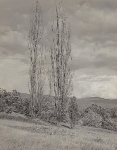 Poplars—Lake George by Alfred Stieglitz