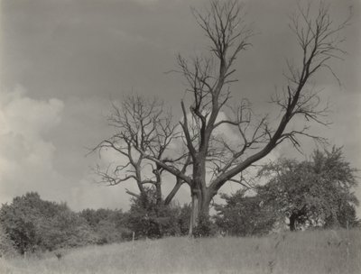The Dying Chestnut Tree by Alfred Stieglitz