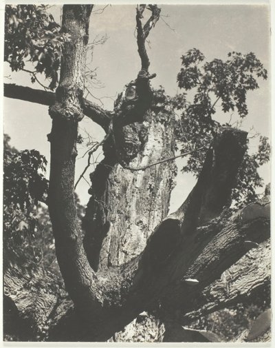 The Old Maple - Lake George, 1926 by Alfred Stieglitz