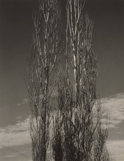 The Two Poplars, Lake George by Alfred Stieglitz