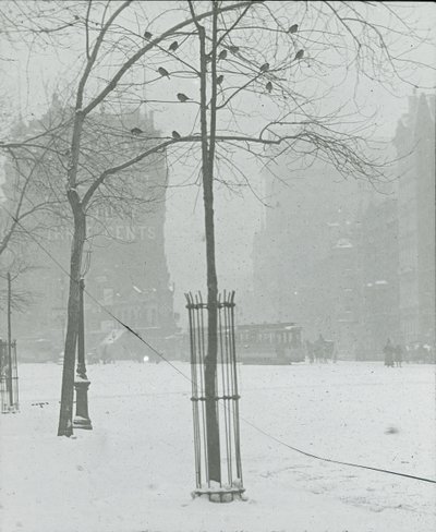 Tree in Snow, New York City, 1900-02 by Alfred Stieglitz