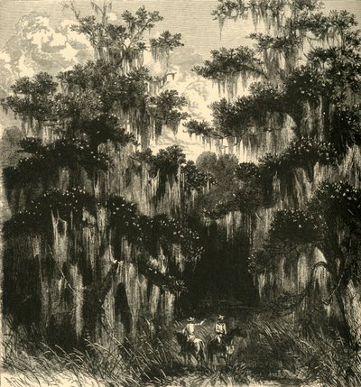Magnolia Swamp by Alfred Rudolph Waud