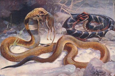 Cobra and Puff Adder, Illustration from 
