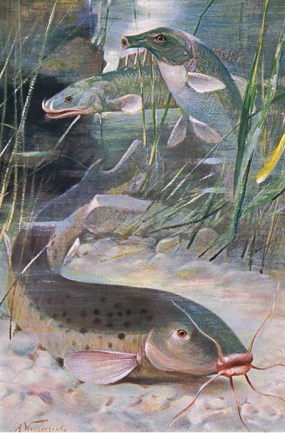 Electric Catfish, Bichir, Trunkfish, illustration from 