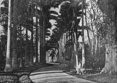 Cabbage Palms in Peradeniya Gardens by Alfred William Amandus Plate