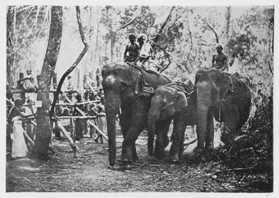 Elephant Kraaling in Ceylon - Free No Longer by Alfred William Amandus Plate
