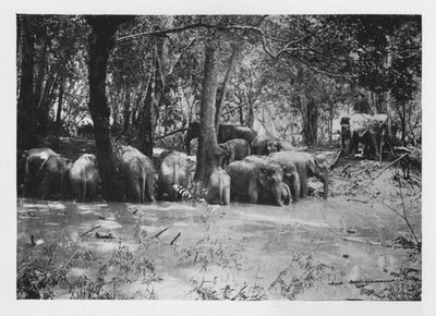 Elephant Kraaling in Ceylon at a Waterhole inside the Stockade by Alfred William Amandus Plate
