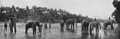 Kandy. Sacred Elephants of the Temple Bathing by Alfred William Amandus Plate