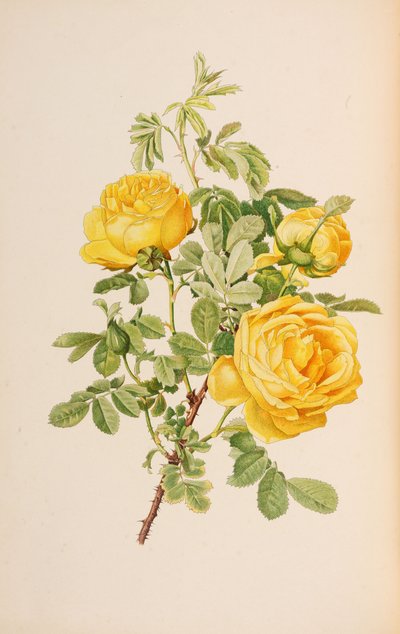 Illustration from The Genus Rosa by Ellen Willmott, 1914 by Alfred William Parsons