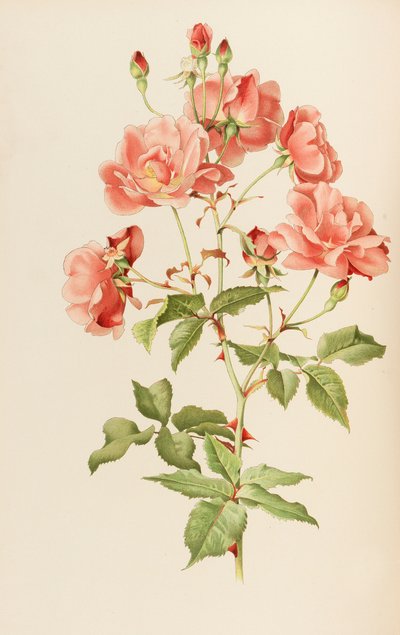 Illustration from The genus rosa by Ellen Willmott, 1914 by Alfred William Parsons