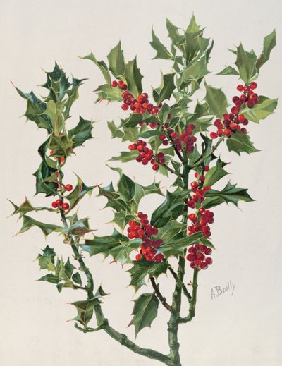 Holly, Illustration from Encyclopédie Artistique et Documentaire de la Plante, Published in Paris, 1904-08 by Alice Bailly