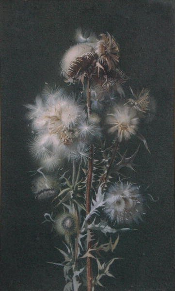 Thistledown by Alice Gray