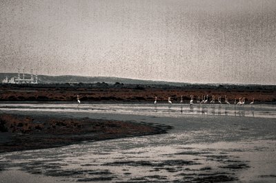 Congregation, from the series Camargue Flamingos by Alice Gur-Arie