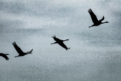 Wing on Wing, from the series Over Hula by Alice Gur-Arie