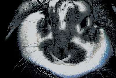 Year of the Rabbit, 2022 by Alice Gur-Arie