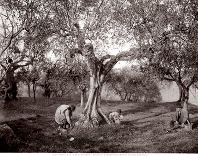Children Picking Olives Among the Olive Trees, on a Hill in Santa Margherita a Montici, Florence by Fratelli Alinari