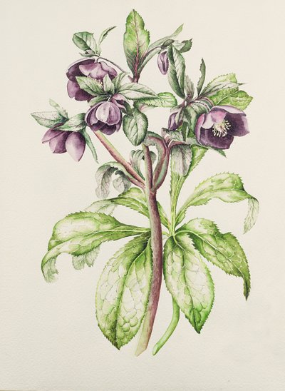 Helleborus Orientalis from Helen Ballard (dark purple flowers) by Alison Cooper