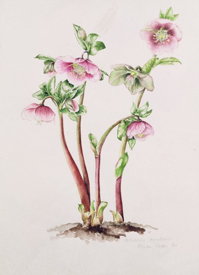Lenten Rose: Helleborus orientalis by Alison Cooper