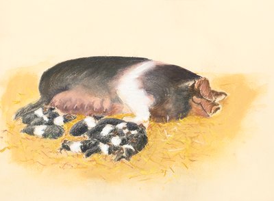 Saddlebacked Sow and piglets by Alison Cooper
