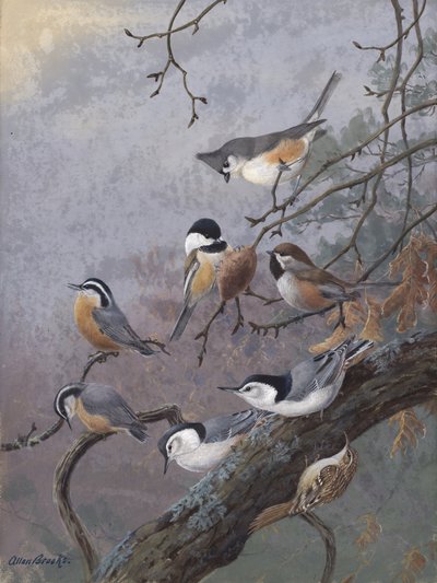 Bird Mix by Allan Brooks