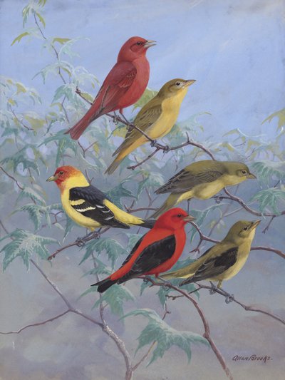 Tanagers by Allan Brooks by Allan Brooks