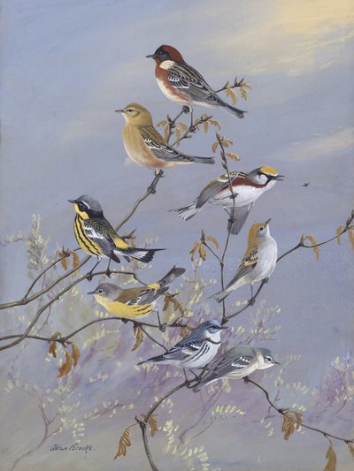 Warblers 001 by Allan Brooks by Allan Brooks