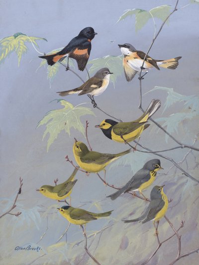 Warblers by Allan Brooks by Allan Brooks