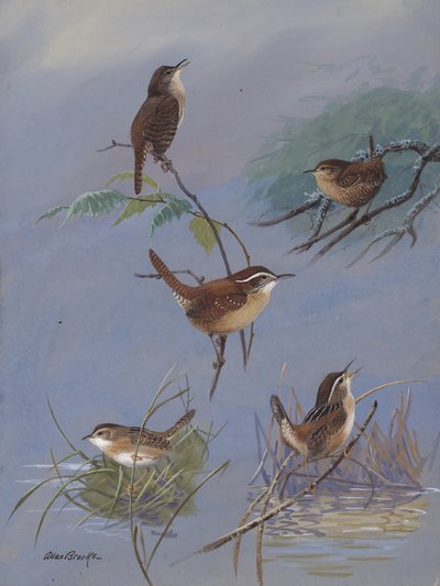 Wren by Allan Brooks by Allan Brooks