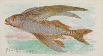 Flying Fish, from the Fish from American Waters series N8 for Allen & Ginter Cigarettes, 1889 by Allen and Ginter