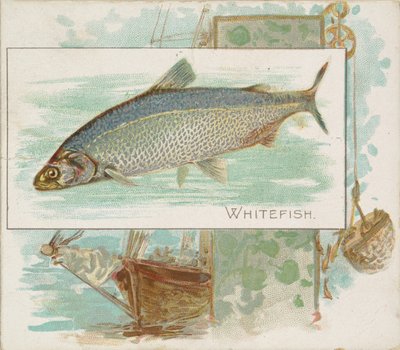 Whitefish, from Fish from American Waters series N39 for Allen & Ginter Cigarettes by Allen and Ginter