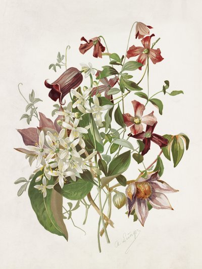 Clematis by Alois Lunzer
