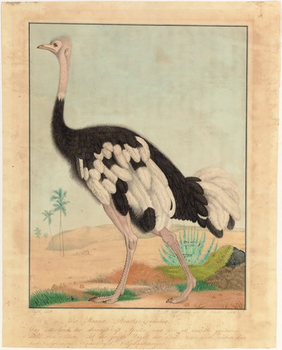 An Ostrich, in Profile, in a Desert Landscape by Aloys Zötl