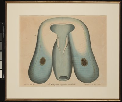 The Jellyfish. Ocyrrhoe maculata by Aloys Zötl