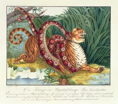 The Tiger and the Boa Constrictor by Aloys Zötl