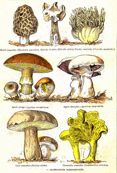 Mushrooms Basidiospores: Natural Creation and Living Beings (by Jules Rengade). Drawing by A. Demarle 1885 by Alphonse Demarle